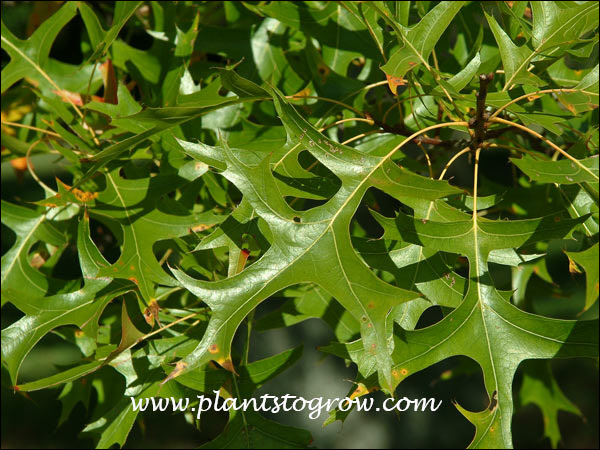 Pin Oak (Quercus palustris) 
The deeply lobed, bristle tipped Pin Oak leaves.